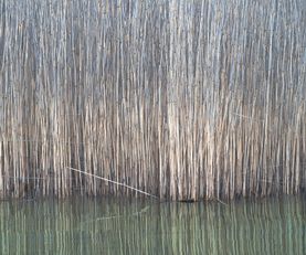 Impression of Reeds